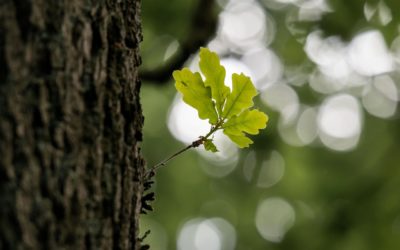 Annabis Balcann Gel Corteccia di Quercia